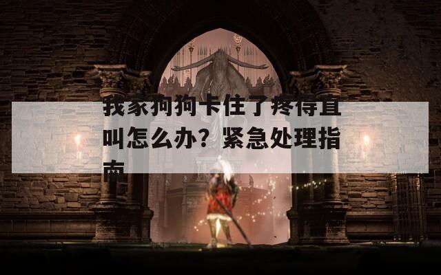 我家狗狗卡住了疼得直叫怎么办？紧急处理指南